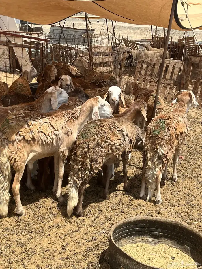 سواكني تربيه للمناسبات وثلاجه 1