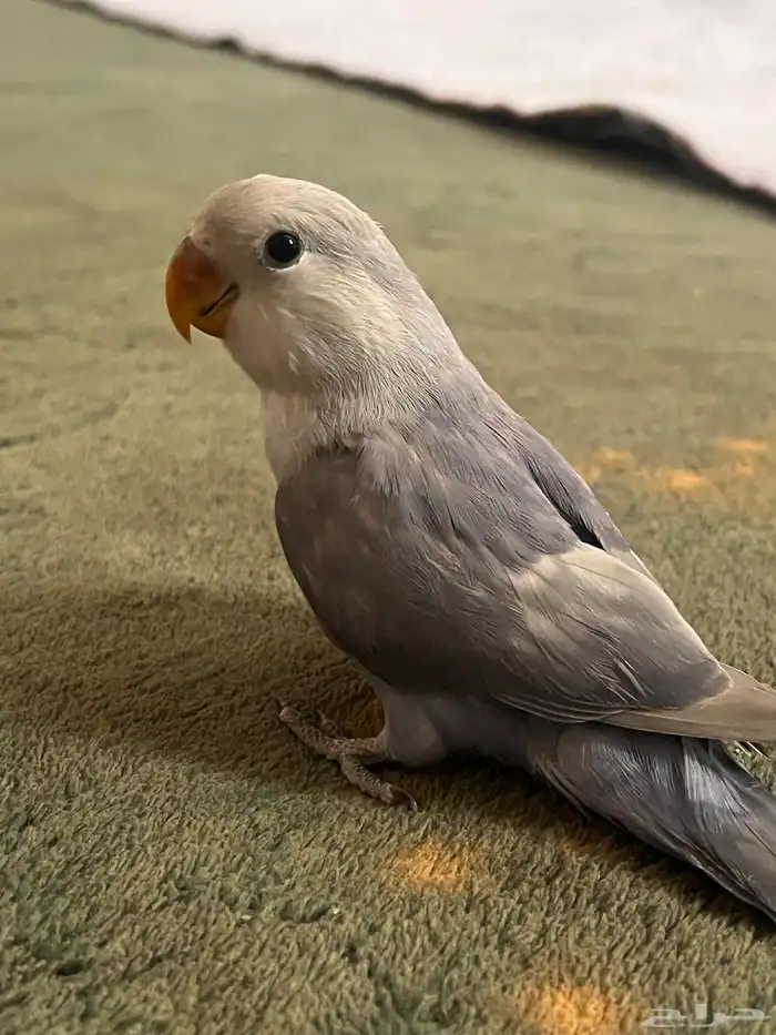 روز 0