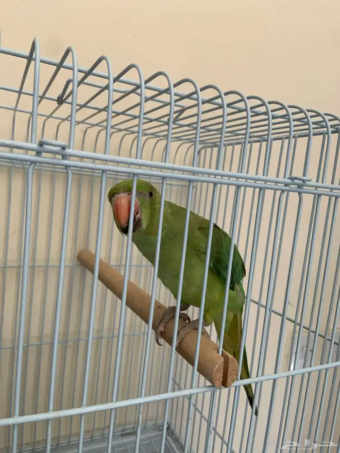 دره للبيع 1