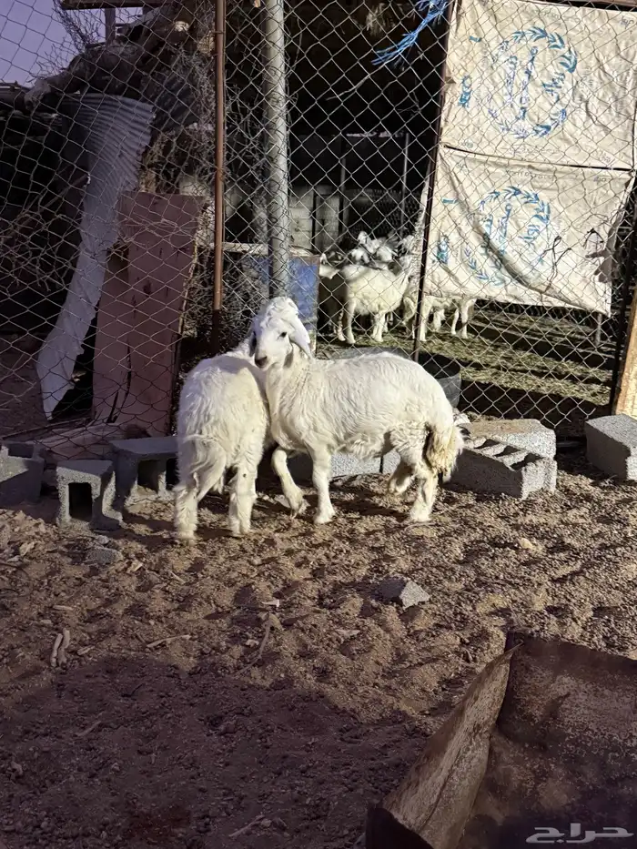 للبيع طليان من عيال غنمي فل شحم ع البرسيم والشعير ذبايح 15