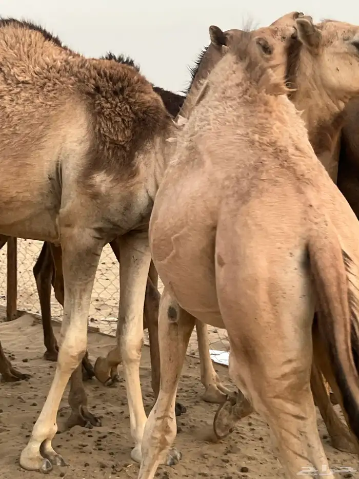 قعود زبده مشاءالله والبيع سمح 2