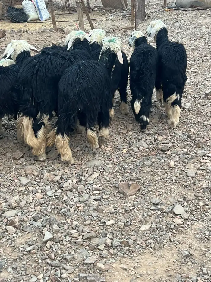 رخال نجد جذعات جروم ( تم البيع) دف 3