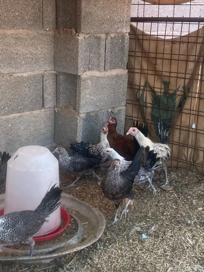 دجاج فيومي 2