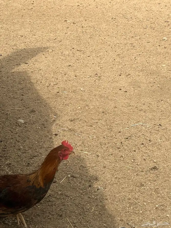 دجاج وديك برهما ودجاج مكنتوش 3