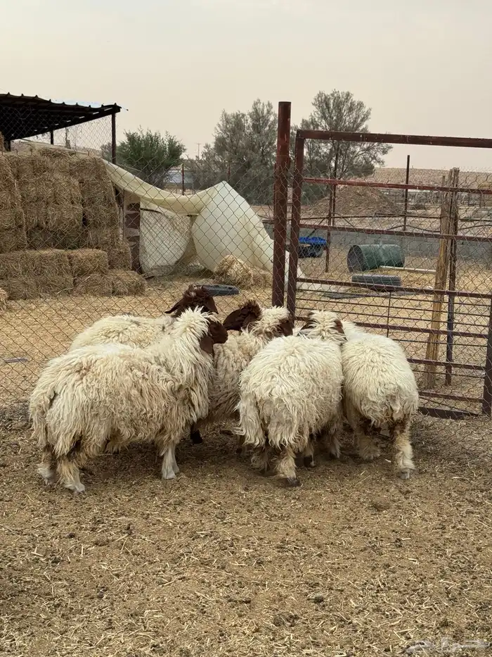 غنم نعيم 1