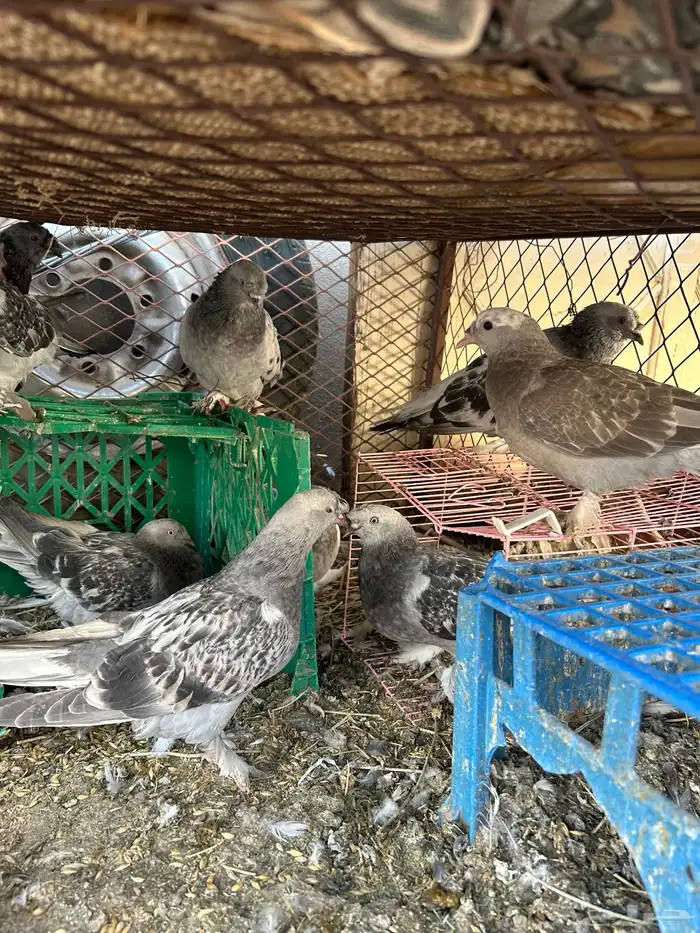 حمام تركي للبيع 3