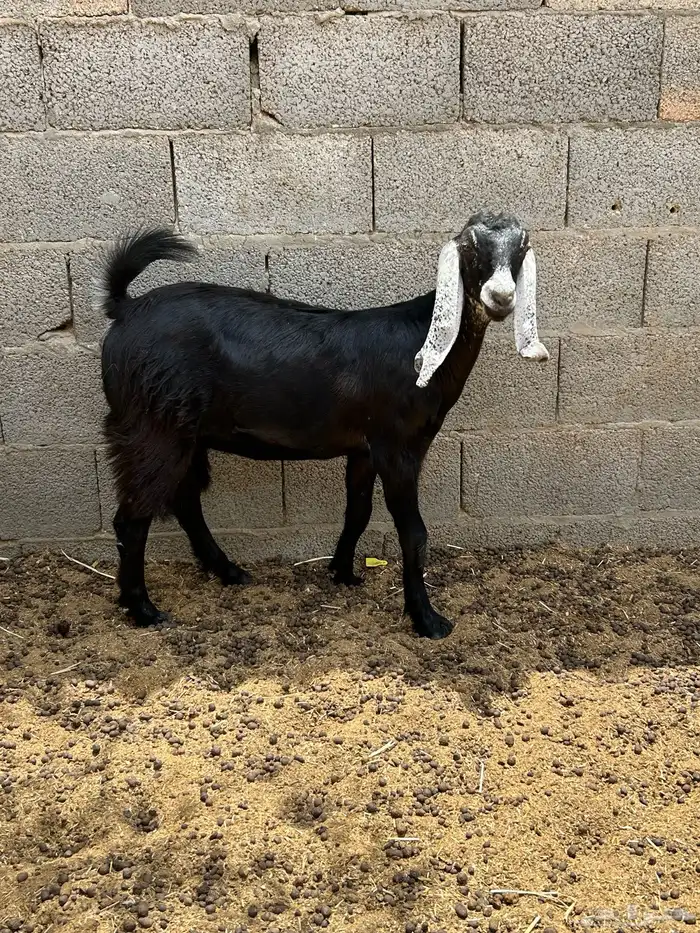 عناق للييع مبيوعه 1