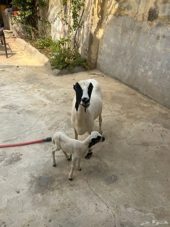 نعجه معها رخل سنها سديس نعجه مد ماشاءالله 2