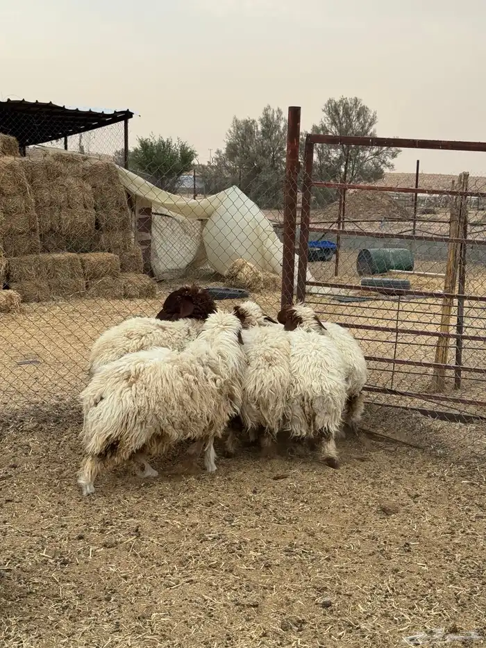 غنم نعيم 0