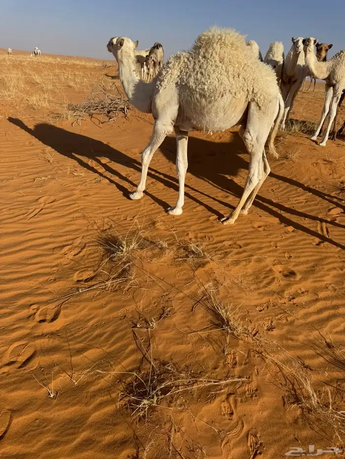 حشو بريات العدد 2 السوم 4550 0