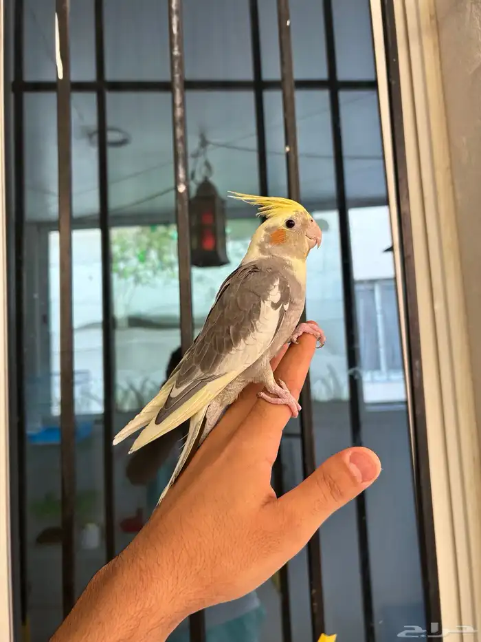 ذكر كروان اليف و هدد و متكلم بل وجه 1