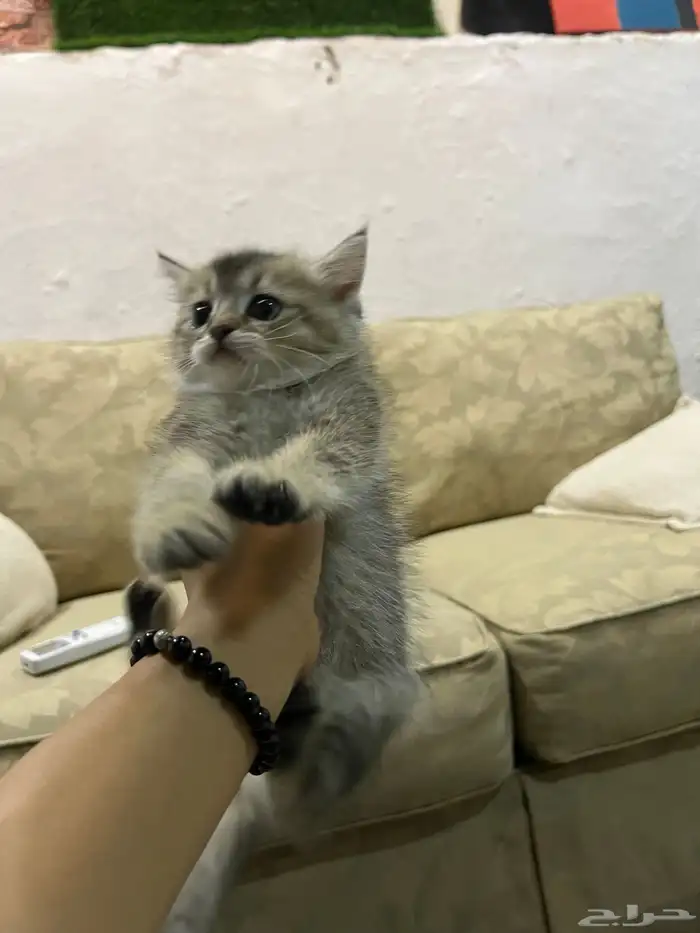 قطط صغيره للبيع 2