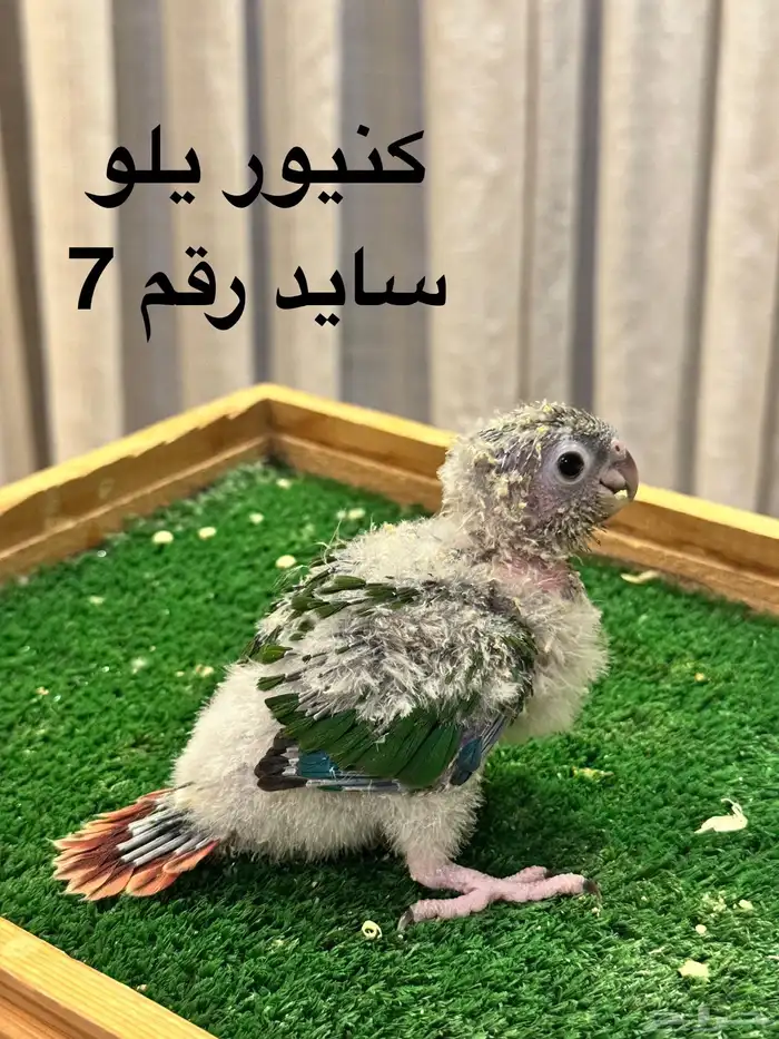 فروخ كنيور غر 6