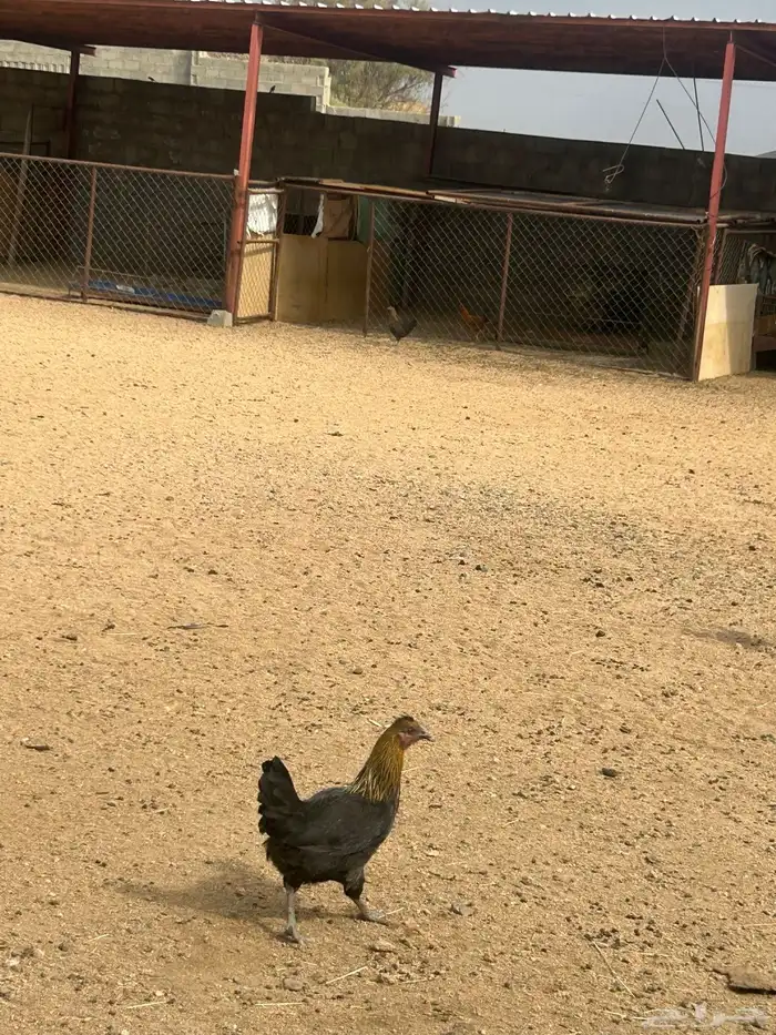 دجاج وديك برهما ودجاج مكنتوش 9