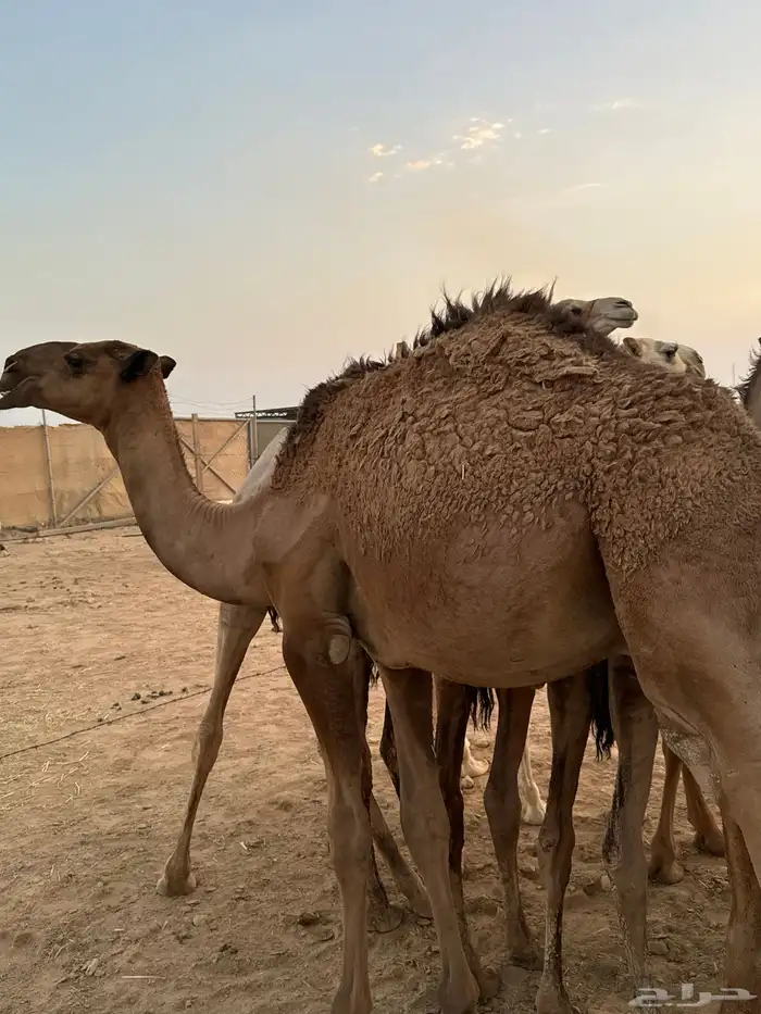 قعود قصب للبيع 2