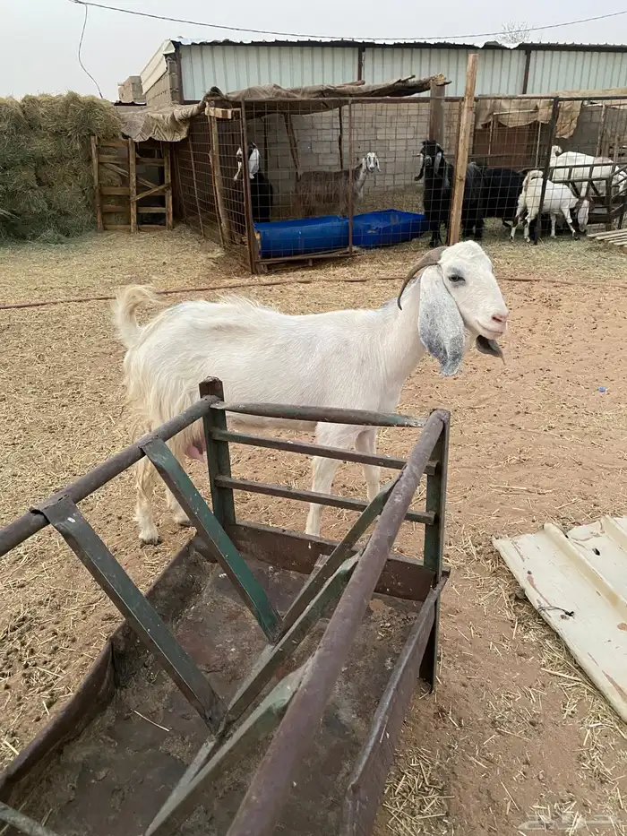 عنز حايل 3