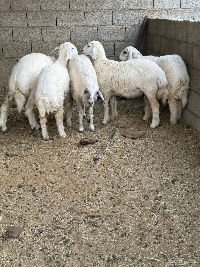 طليان لبانية 6