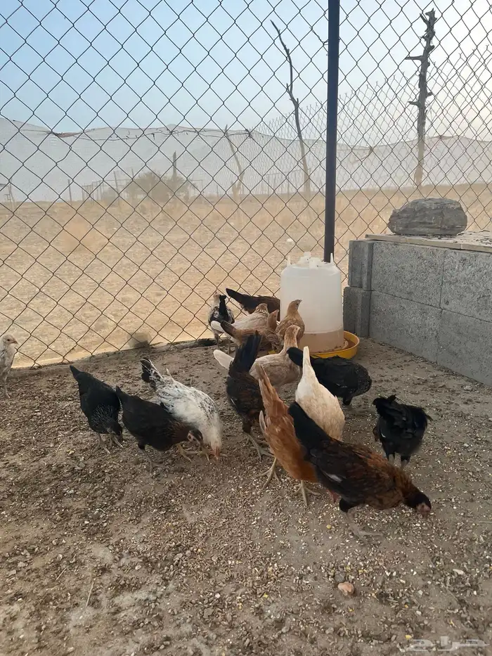 فروخ دجاج بلدي 1