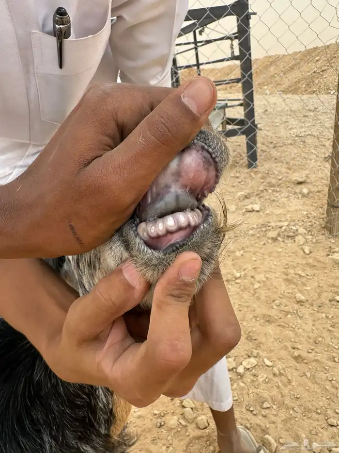 معزا دفيع 5