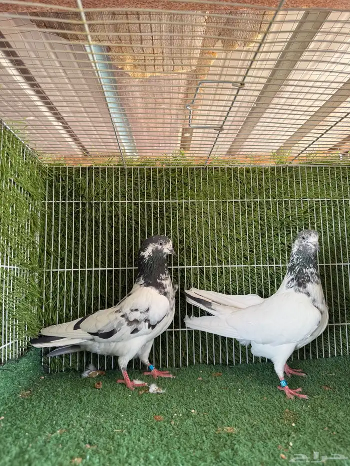 اناثي على ولا بيور اساس 2