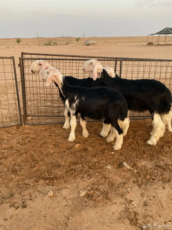 طليان نجد فواخر ونوادر النوادر .. 8