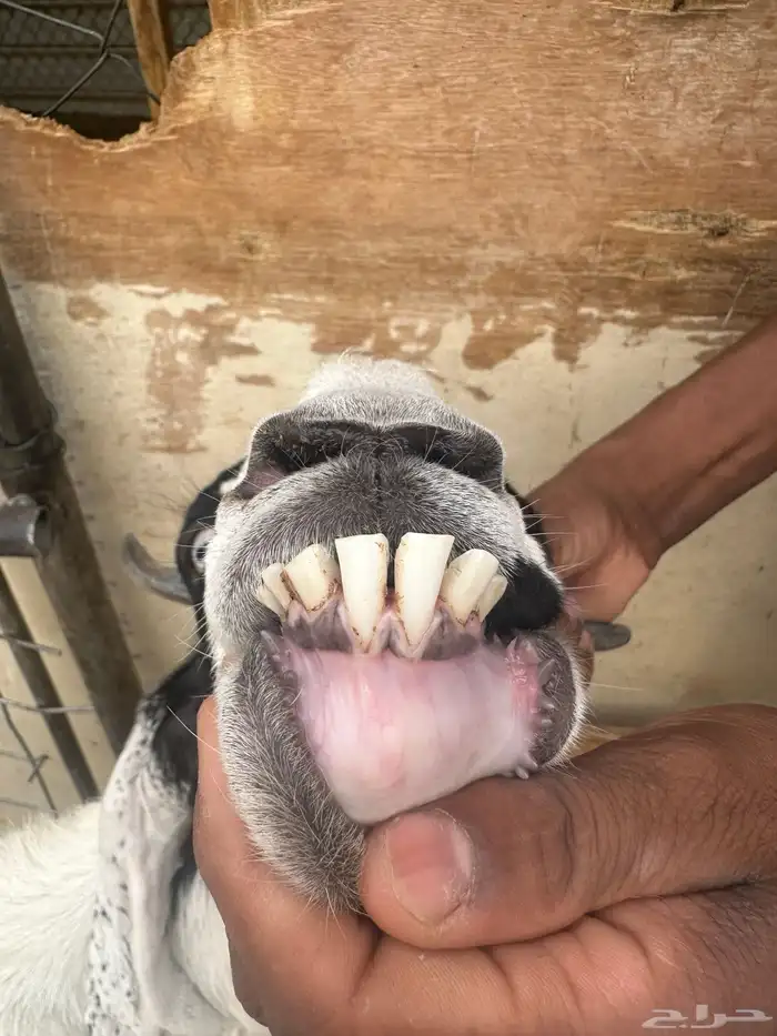 عنز متاومه 1