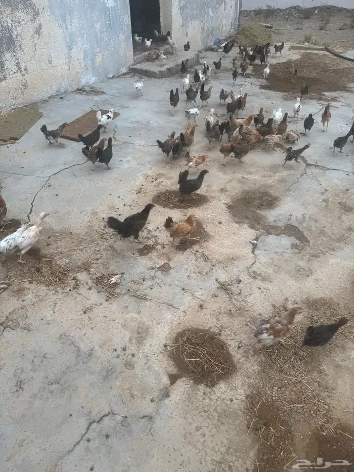 دجاج بلدي العمر شهر واسبوع شرط من جميع الامراض 1