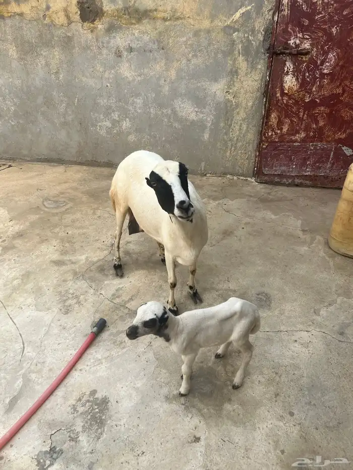 نعجه معها رخل سنها سديس نعجه مد ماشاءالله 4