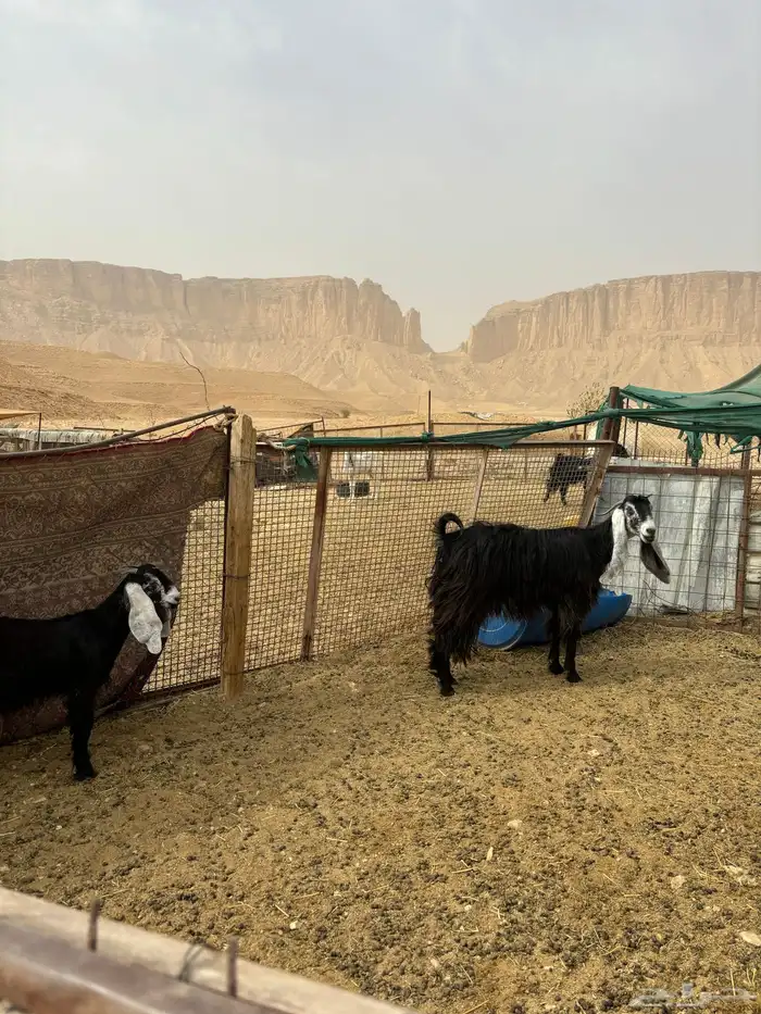 متبع 0