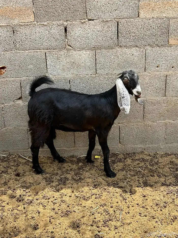 عناق للييع مبيوعه 0