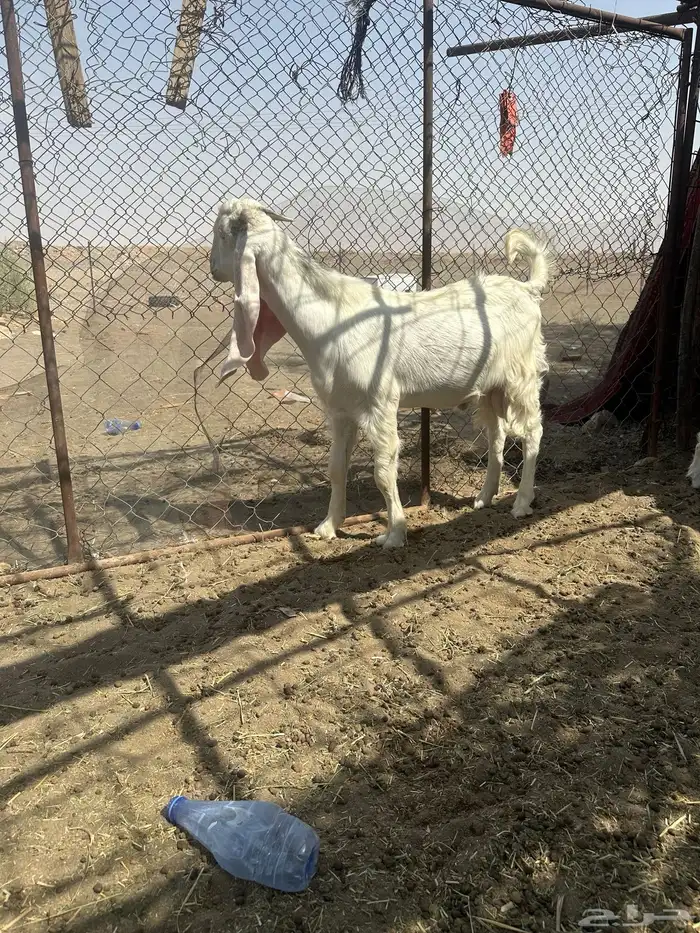 للبيع تيس فاخر 1
