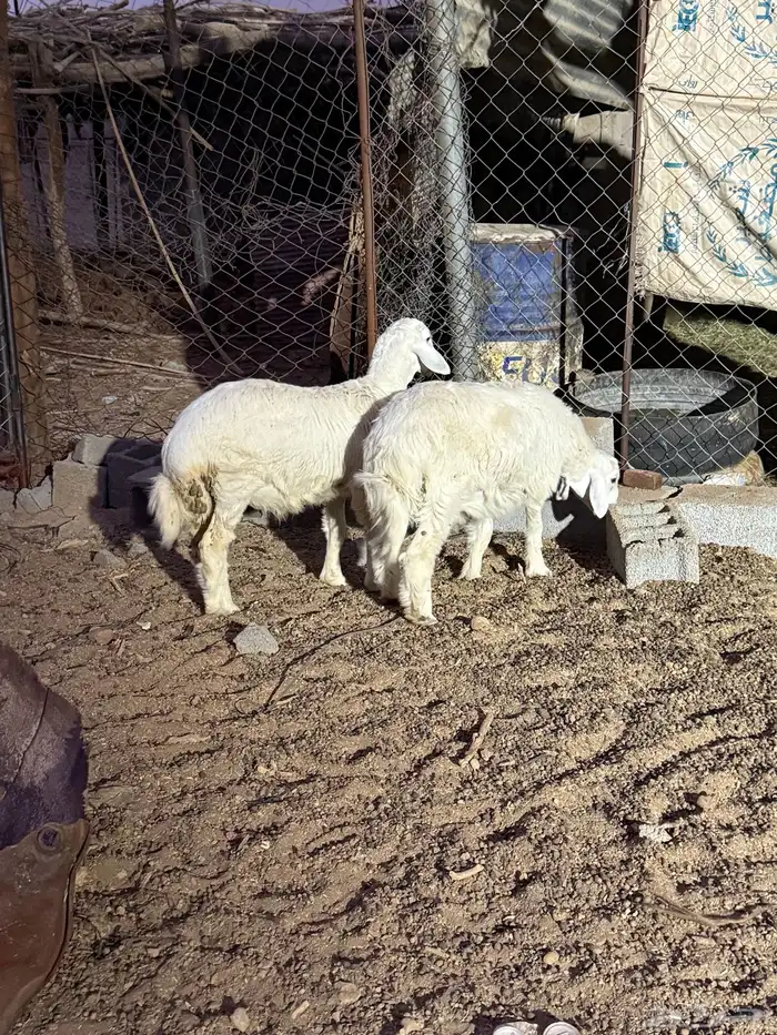 للبيع طليان من عيال غنمي فل شحم ع البرسيم والشعير ذبايح 12