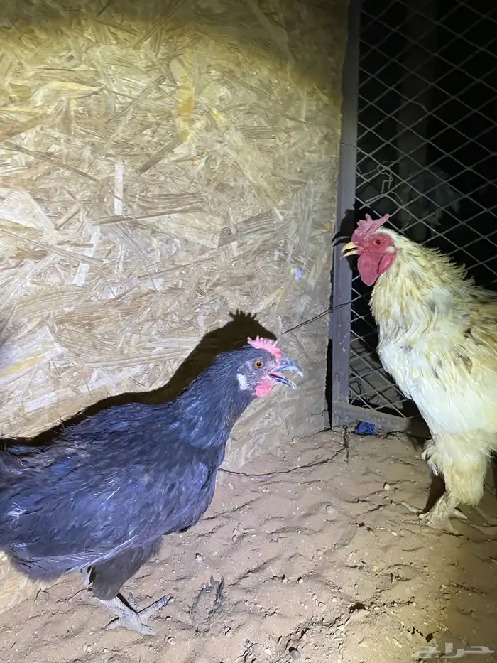 دجاج مشكل 3