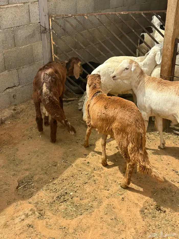 سواكن وبرابر طب وتخير 24