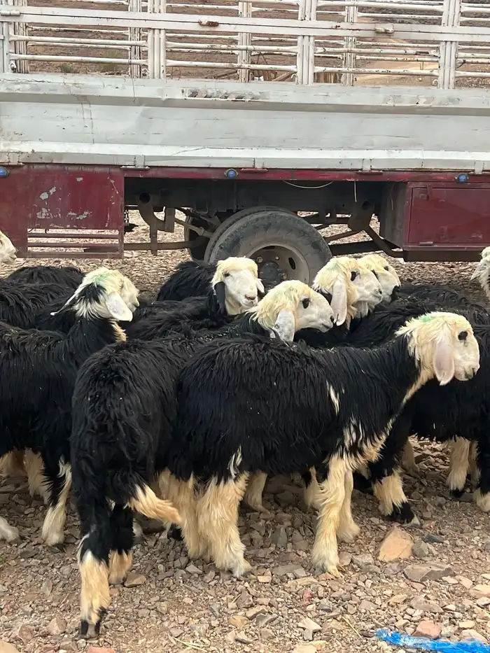 رخال نجد جذعات جروم ( تم البيع) دف 39