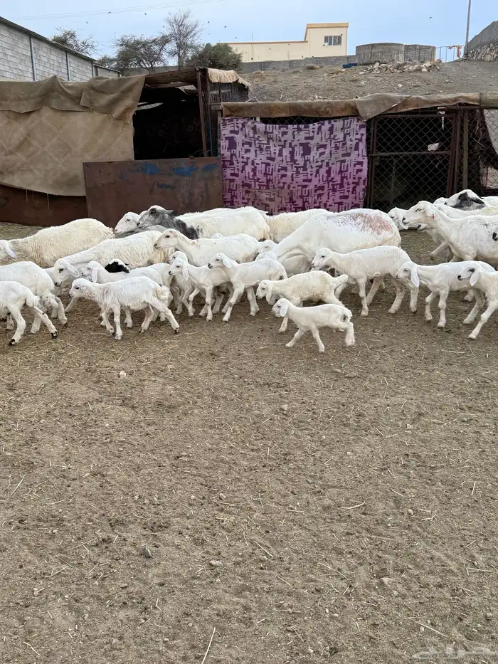ضان ولد طيبه طيبه جدا 3