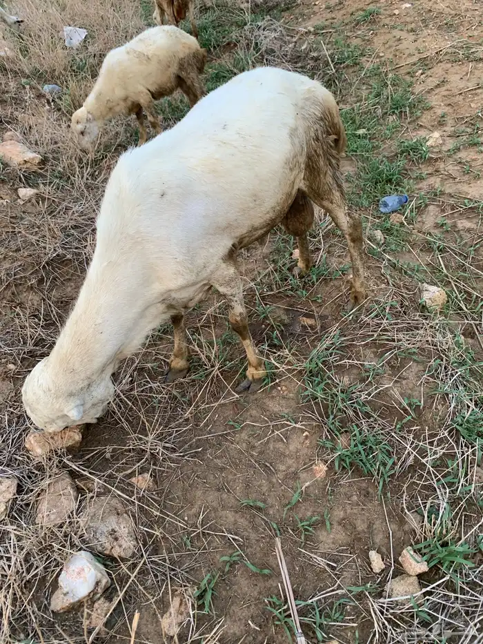 خروف بلدي للبيع 3