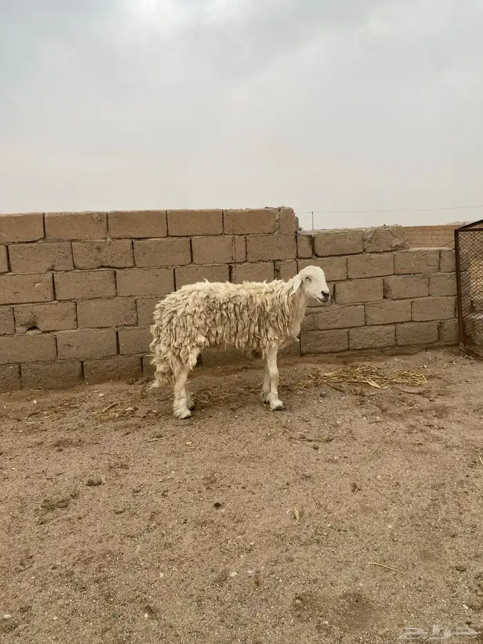نعجه تامه مضرع لها ثلاث شهور 0