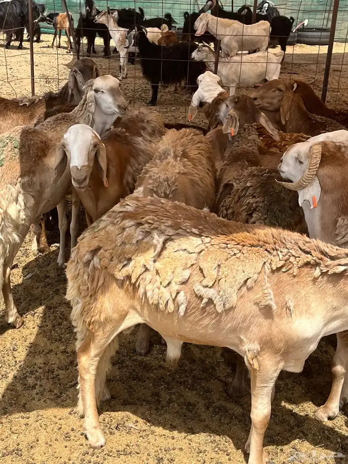 سواكني تربيه للمناسبات وثلاجه 0