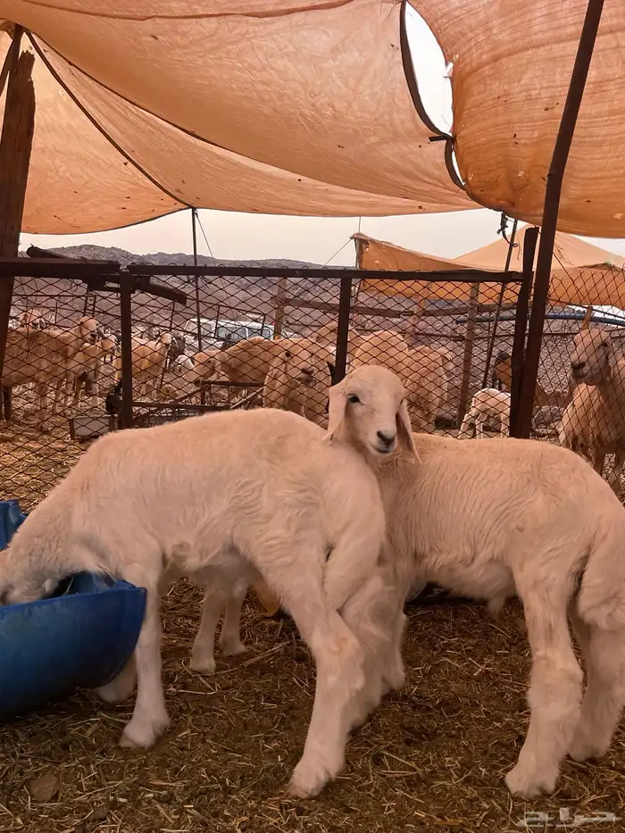 طليان 2