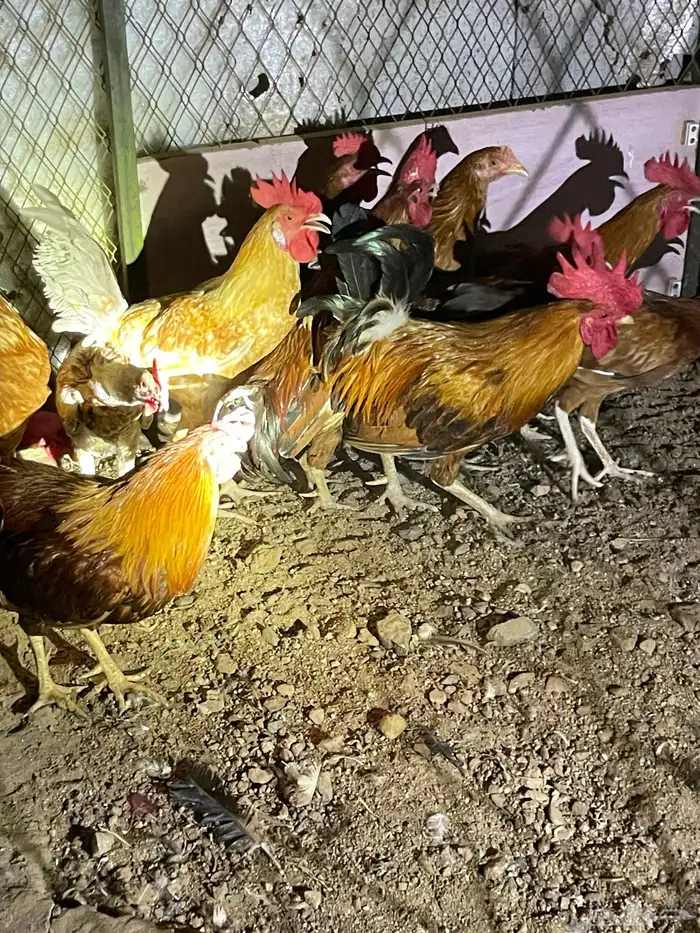 ديوك بلديه للبيع 3