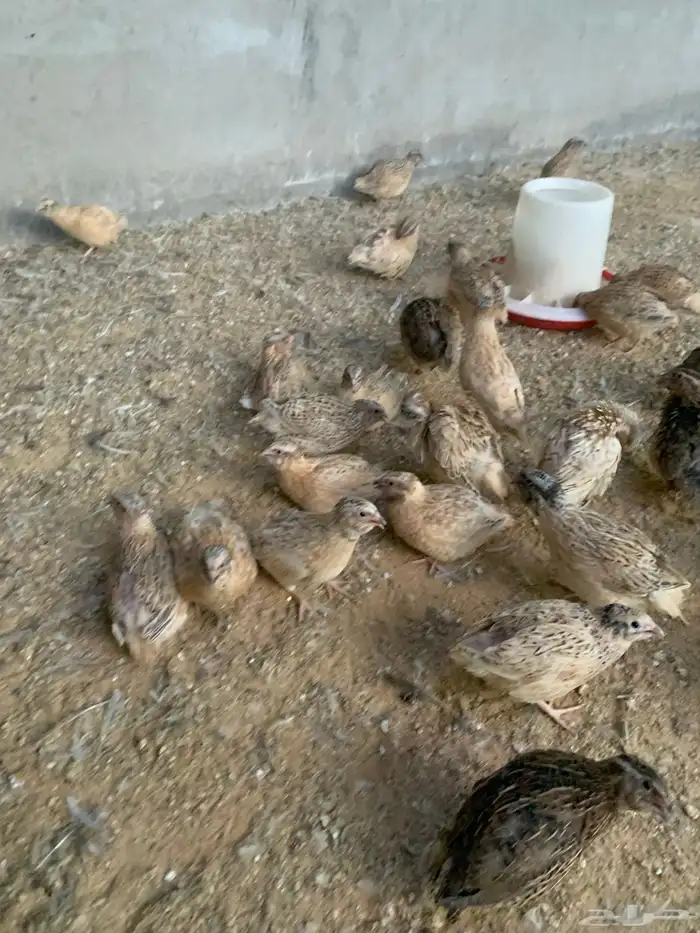 سمان جامبو 1