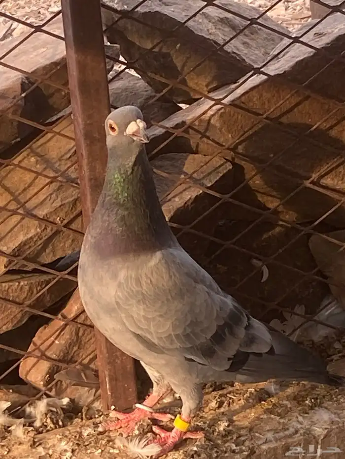 زاجل سباق مسافات طويله 2