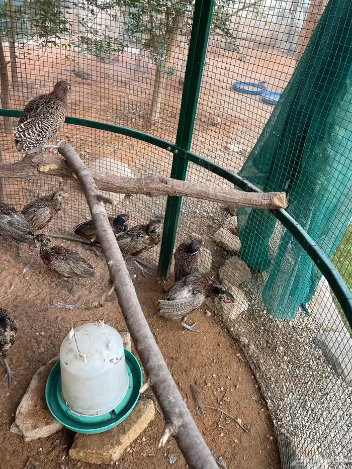 ذكور فزن امريكي احمر 1