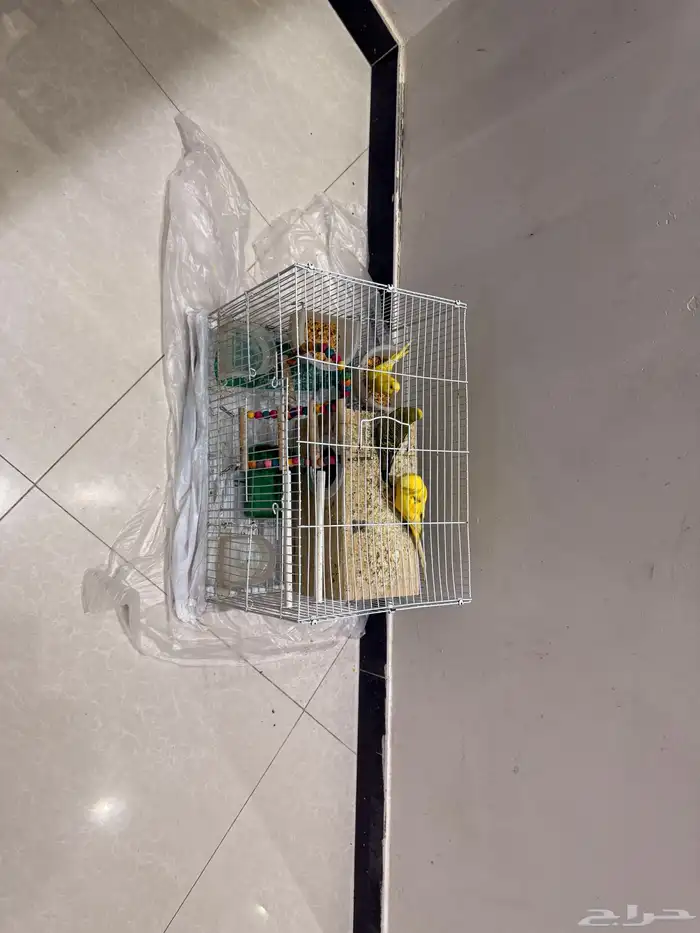 3طيور 1 ذكر 2 انثى مع شبكها ومرجيحتها والبياضه 0