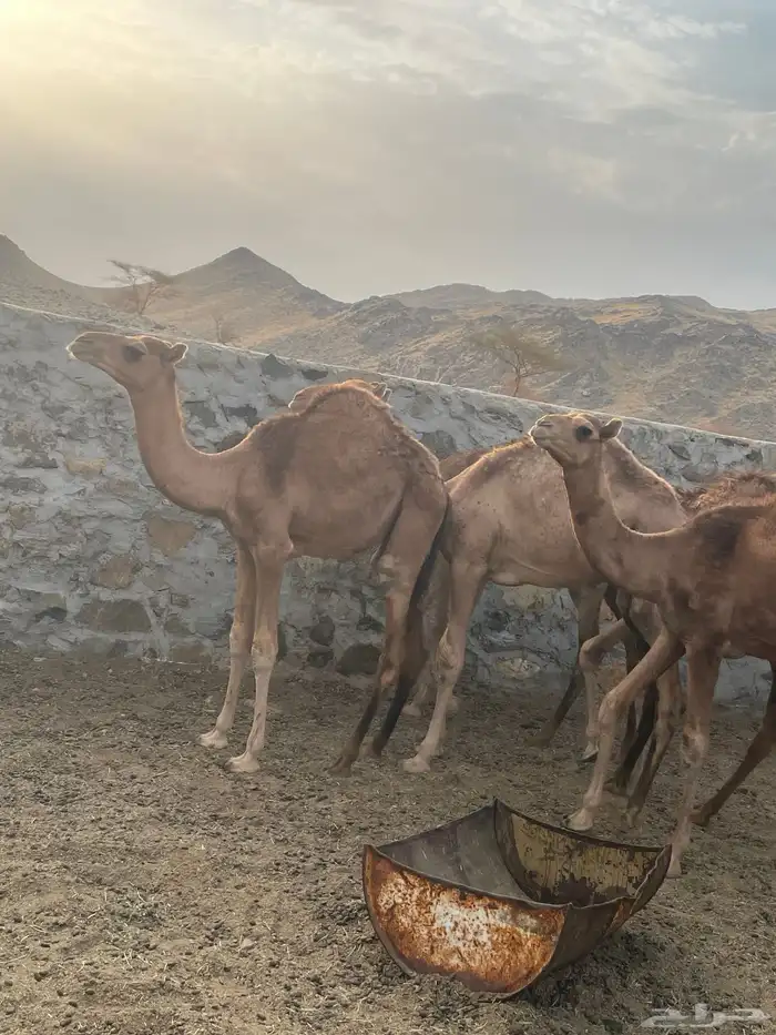 قعدان للبيع 4