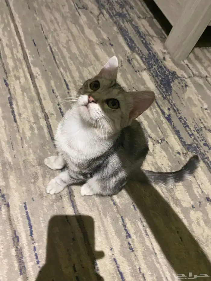 قطه سكوتش بريتش شورت هير 0