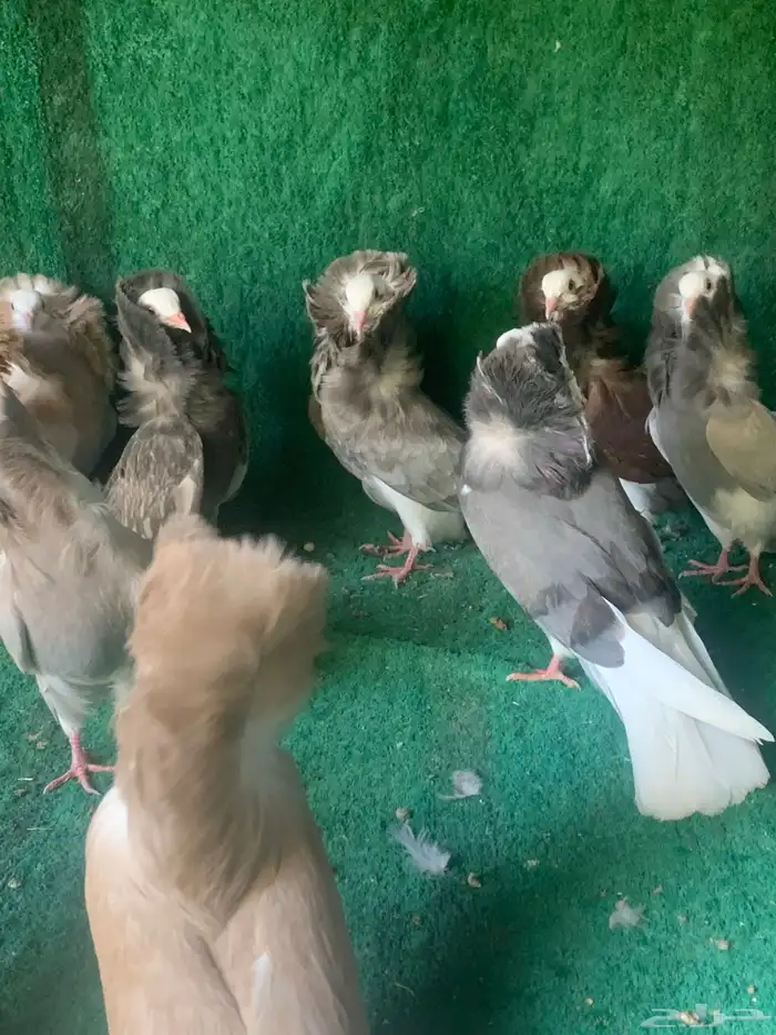 طبات حمام جاكوبين ( تم البيع ) 3