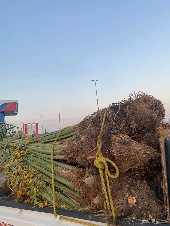 خلاص كبار بتمره 1