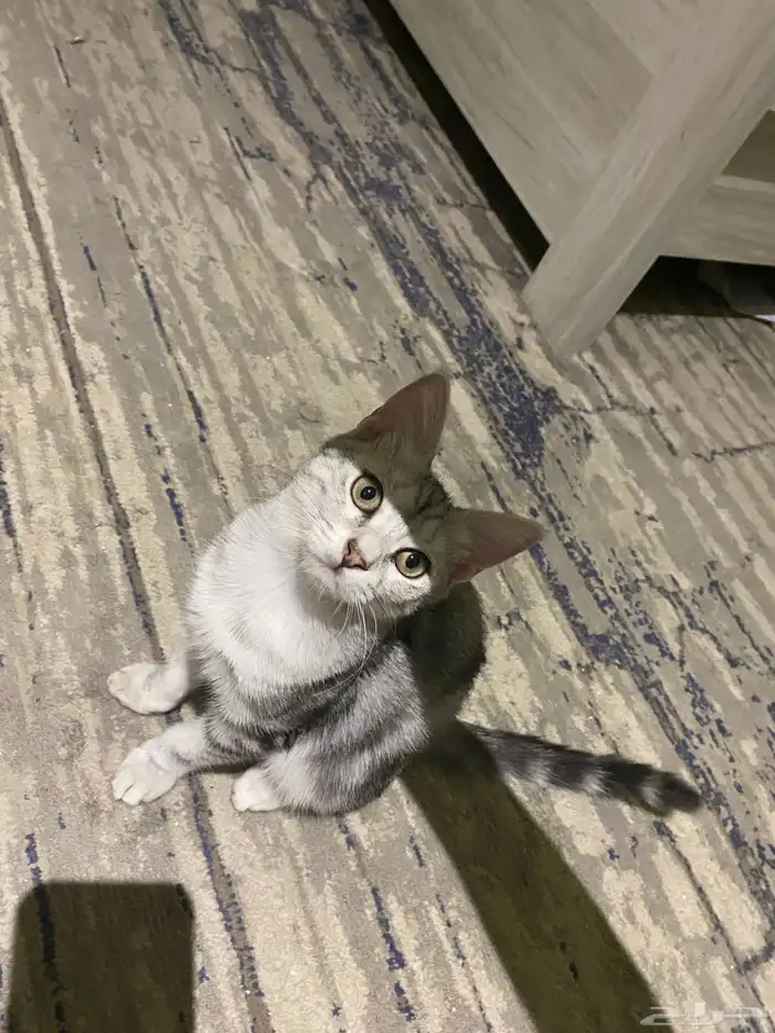 قطه سكوتش بريتش شورت هير 1